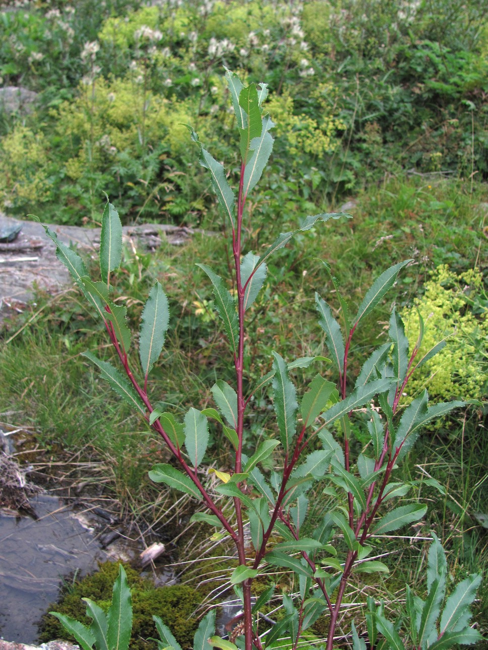 Изображение особи Salix kazbekensis.