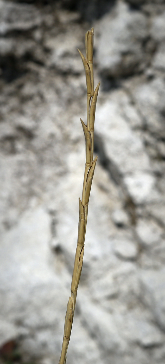 Image of Elytrigia obtusiflora specimen.