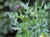 Cirsium arvense