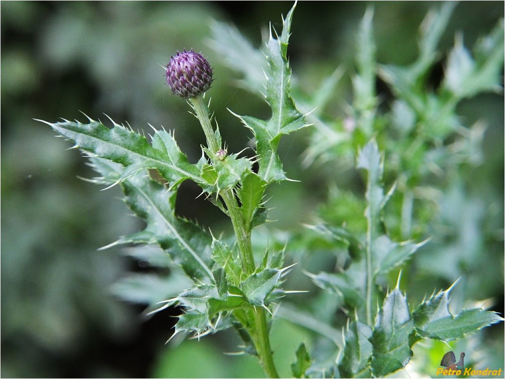 Изображение особи Cirsium arvense.