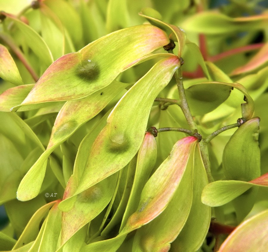 Изображение особи Ailanthus altissima.