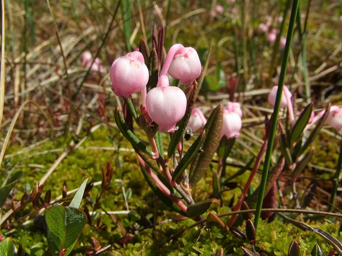 Изображение особи Andromeda polifolia.