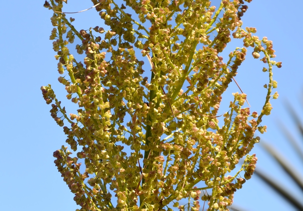 Image of genus Nolina specimen.