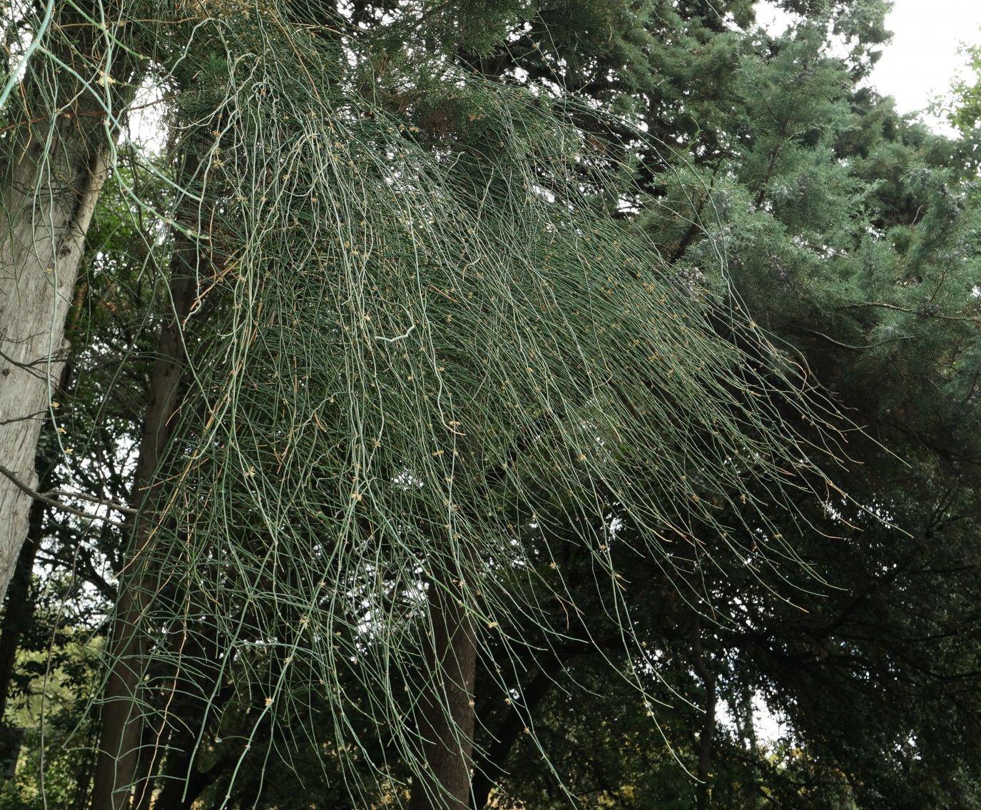 Image of Ephedra aphylla specimen.