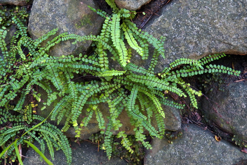 Image of Asplenium trichomanes specimen.