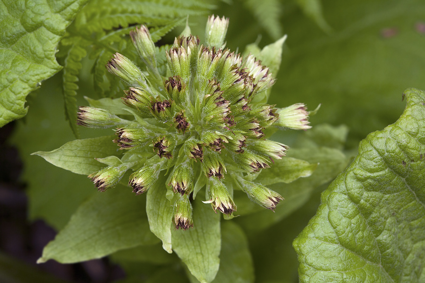 Image of Petasites amplus specimen.