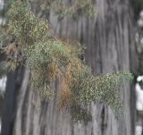 Juniperus chinensis. Ветви с микростробилами(?). Китай, Юньнань, пос. Шаси (Shaxi 沙溪), территория храма Синьтяо (Xing Jiao Temple). 25 октября 2016 г.