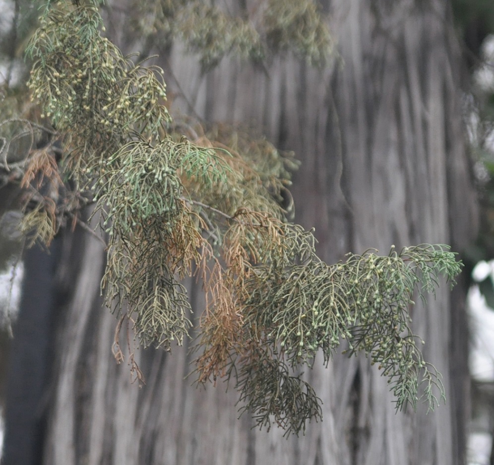 Изображение особи Juniperus chinensis.