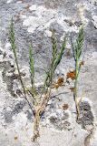 Scleropoa rigida. Выкопанные растения. Крым, Байдарская долина, каменистый склон в светлом можжевеловом лесу. 7 мая 2010 г.