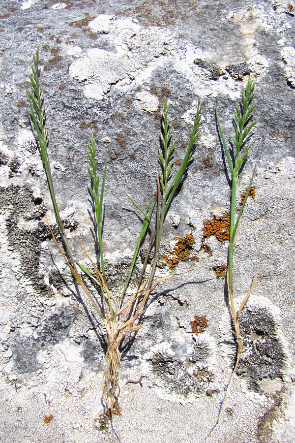 Image of Scleropoa rigida specimen.