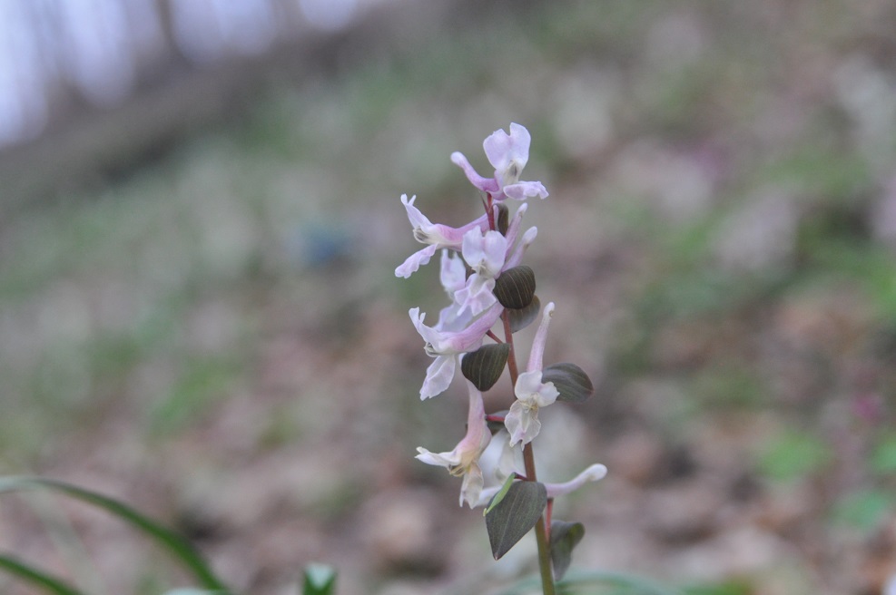 Изображение особи Corydalis marschalliana.