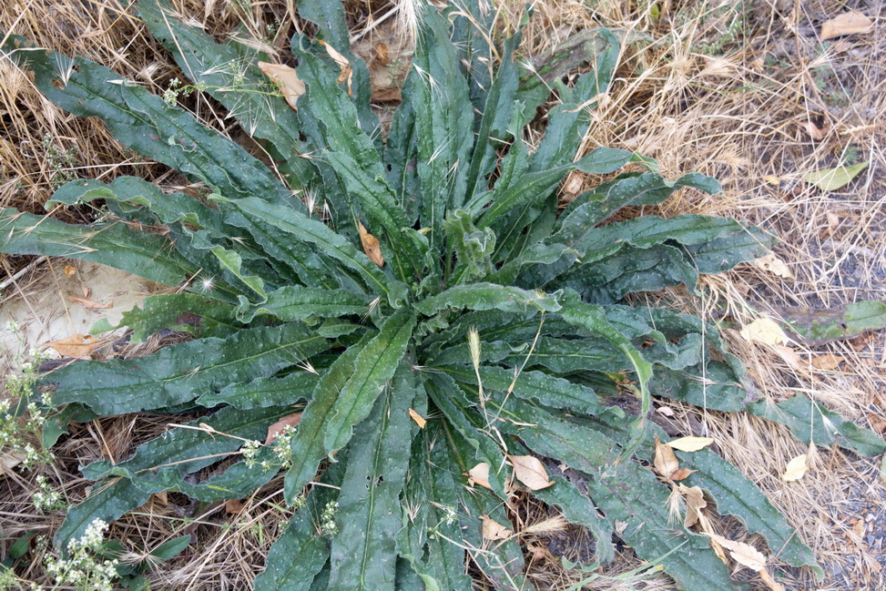 Изображение особи Echium vulgare.