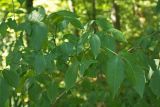 Staphylea colchica