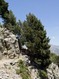 Cupressus sempervirens. Взрослое дерево. Греция, о-в Крит, ном Ханья (Νομός Χανίων), дим Платаньяс (Δήμος Πλατανιά), горный массив Лефка Ори (Λευκά Όρη), урочище Ксилоскало (Ξυλόσκαλο), ≈ 1400 м н.у.м., каменистый склон. 23 июня 2017 г.