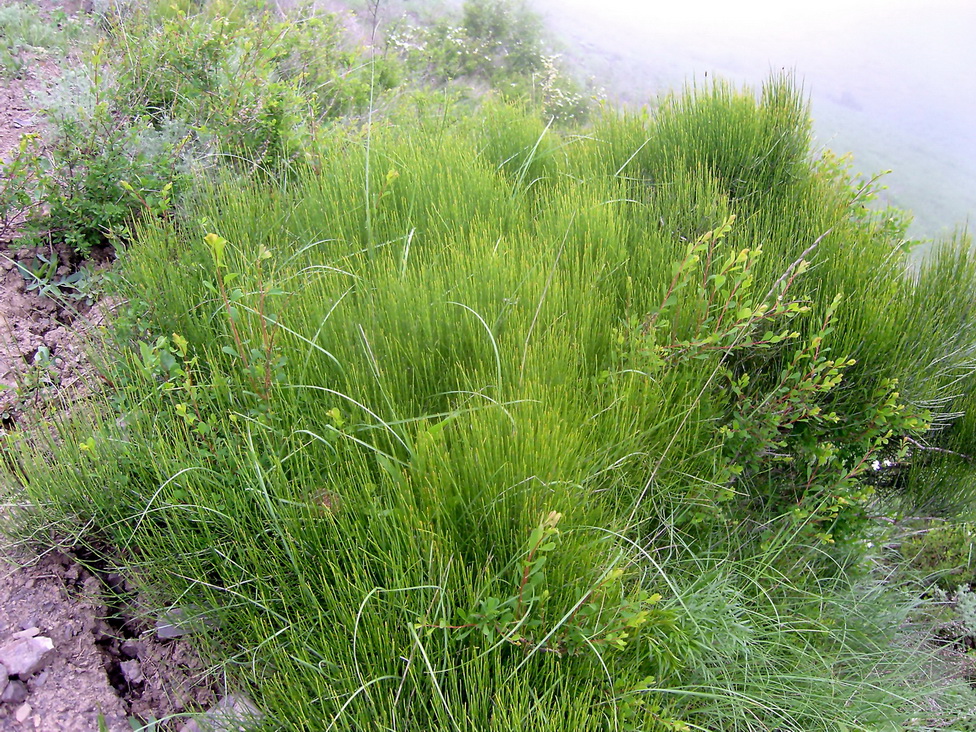 Image of Ephedra procera specimen.