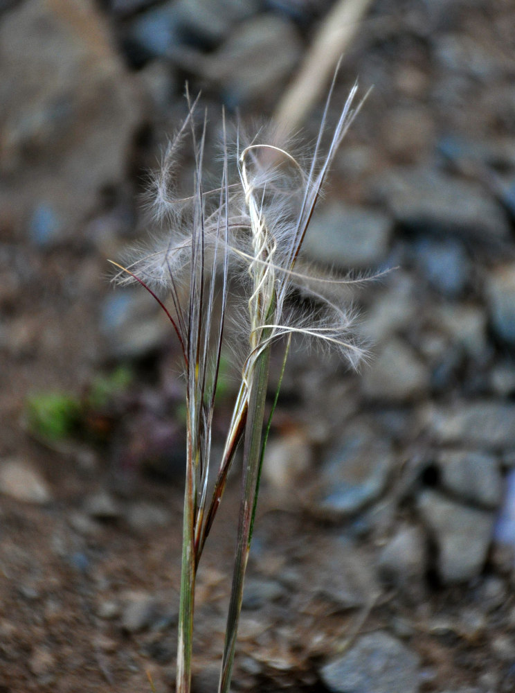 Изображение особи род Stipa.