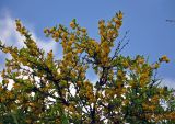 Berberis vulgaris. Ветви цветущего кустарника. Адыгея, Фишт-Оштеновский массив, верховья р. Белая, ≈ 1600 м н.у.м., на скале. 05.07.2017.