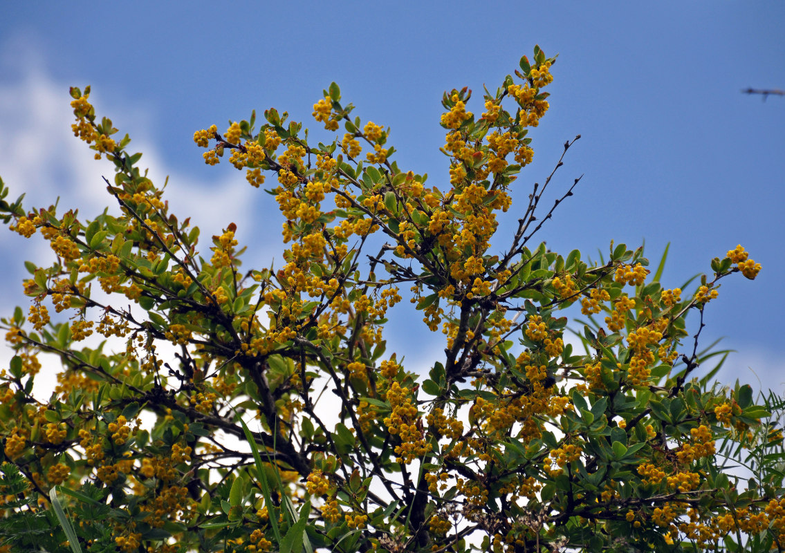 Image of Berberis vulgaris specimen.