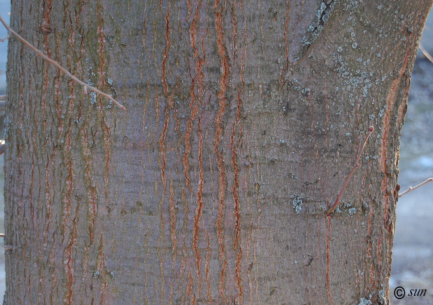 Image of Tilia mandshurica specimen.