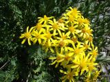 Senecio racemulifer