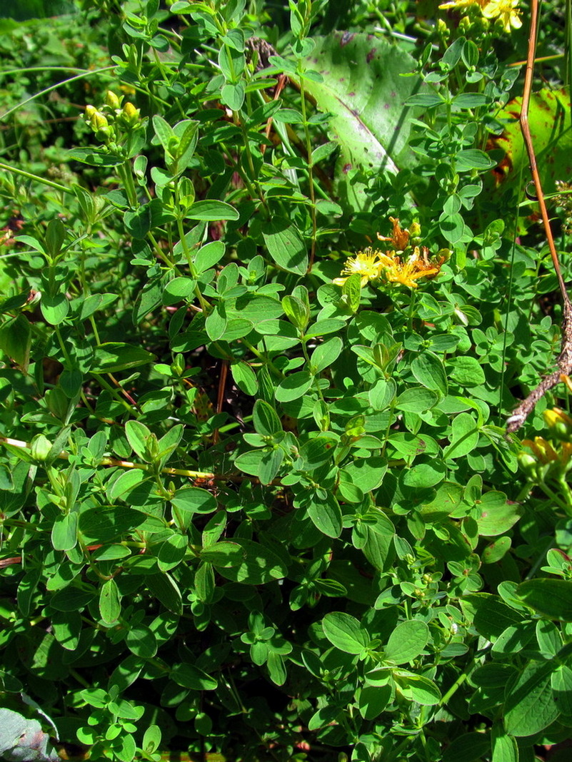 Image of Hypericum maculatum specimen.