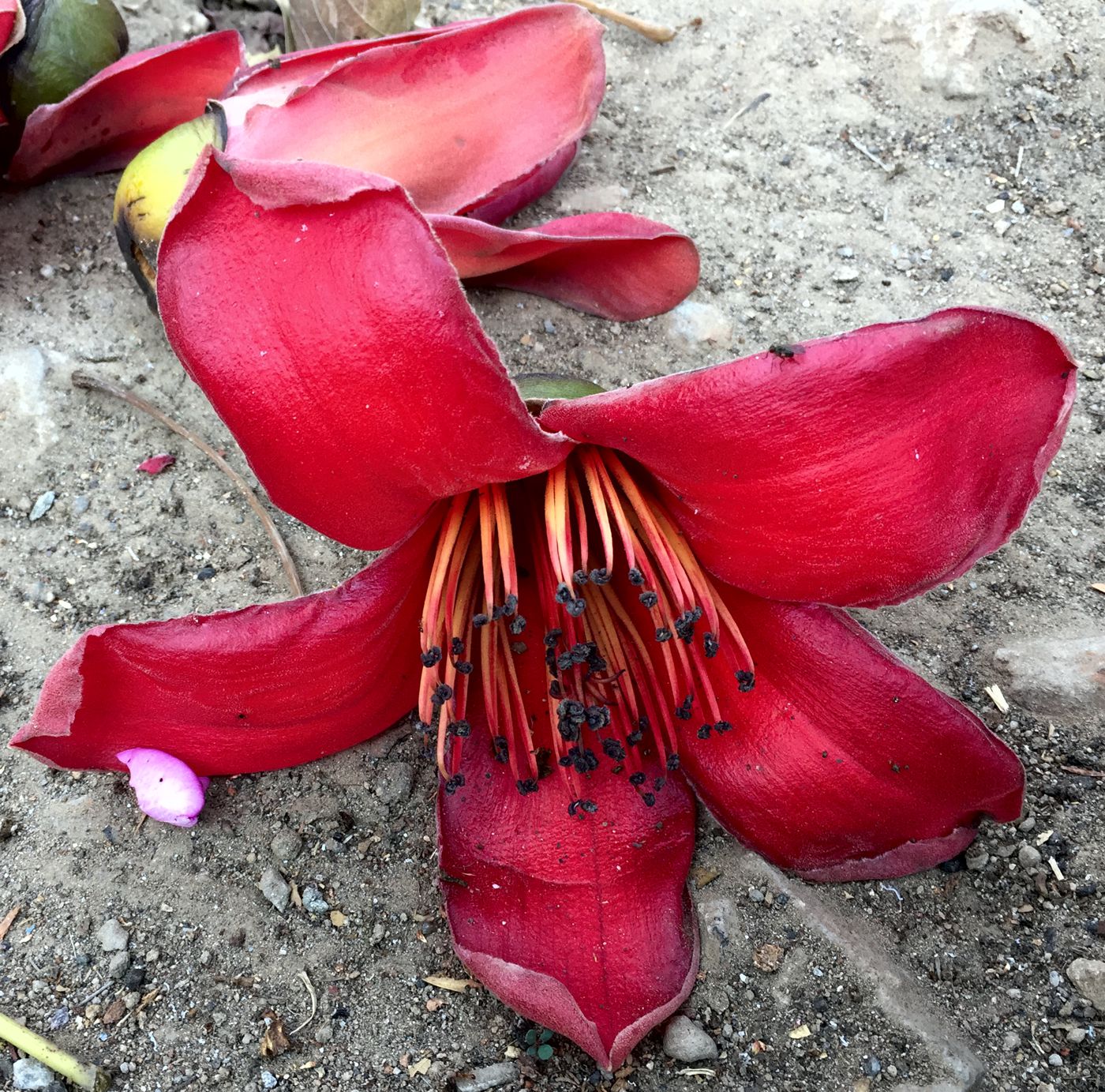 Image of Bombax ceiba specimen.