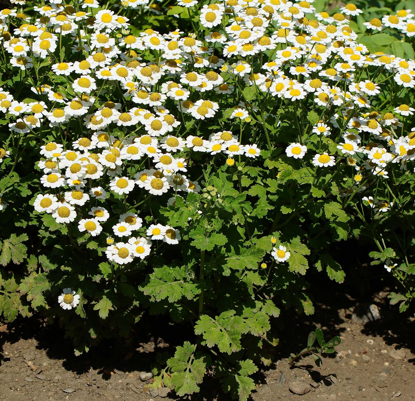 Изображение особи Pyrethrum parthenium.