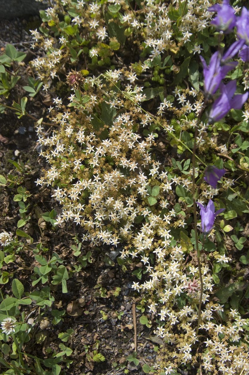 Изображение особи род Sedum.
