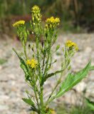Rorippa barbareifolia