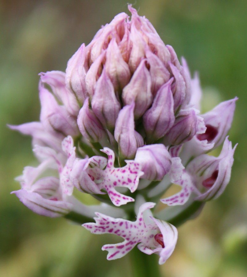 Image of Neotinea tridentata specimen.