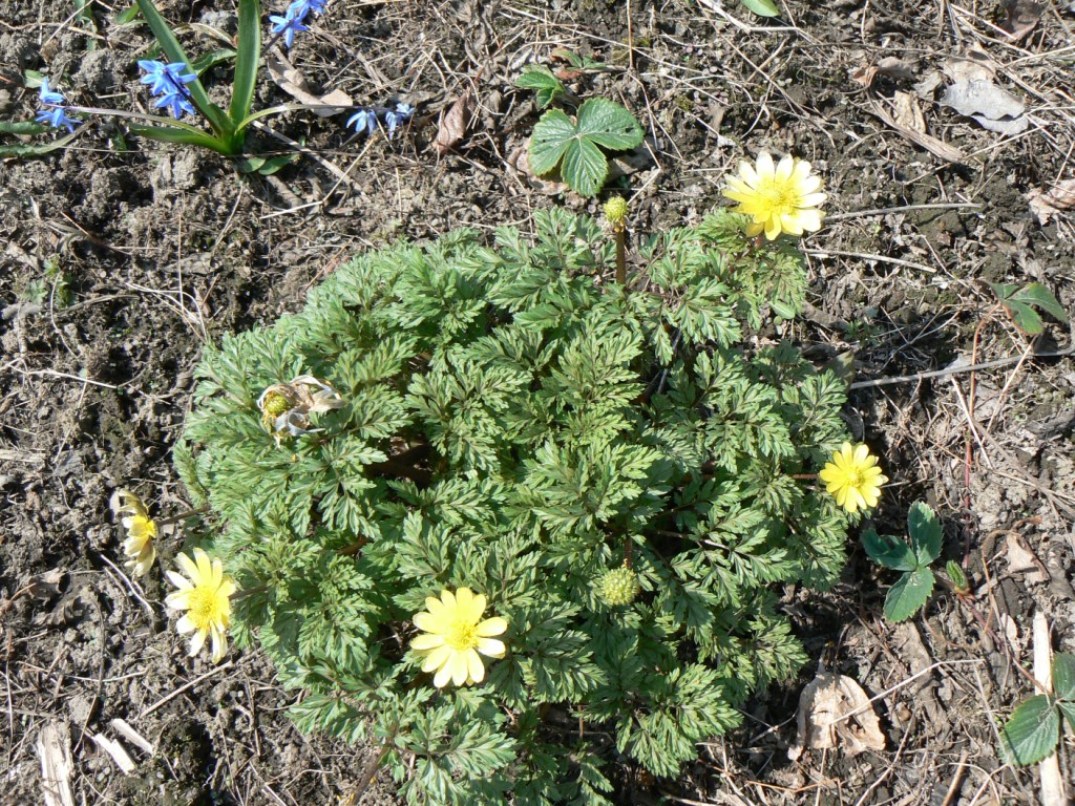 Изображение особи Adonis amurensis.