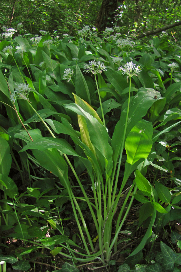 Изображение особи Allium ursinum.