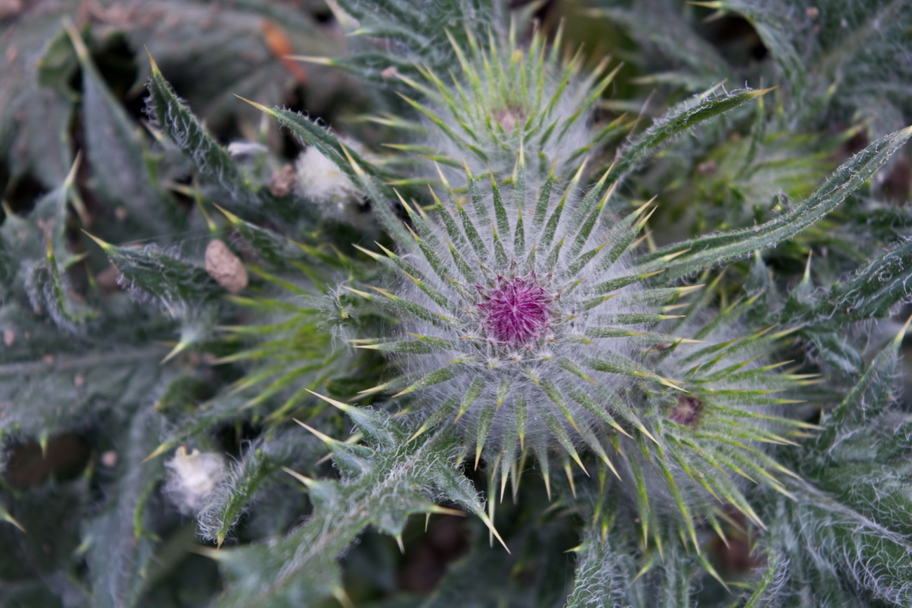 Изображение особи род Cirsium.