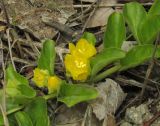 Lysimachia nummularia. Часть побега с цветками и бутонами. Крым, Симферополь, западный берег Симферопольского водохранилища, граница зоны максимального разлива. 13 мая 2018 г.