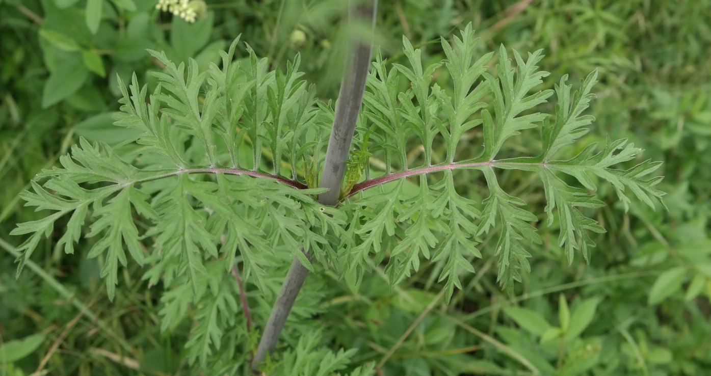 Image of Scabiosa praemontana specimen.