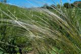 Stipa pennata. Верхушка плодоносящего растения. Донецк, балка. 27.05.2018.