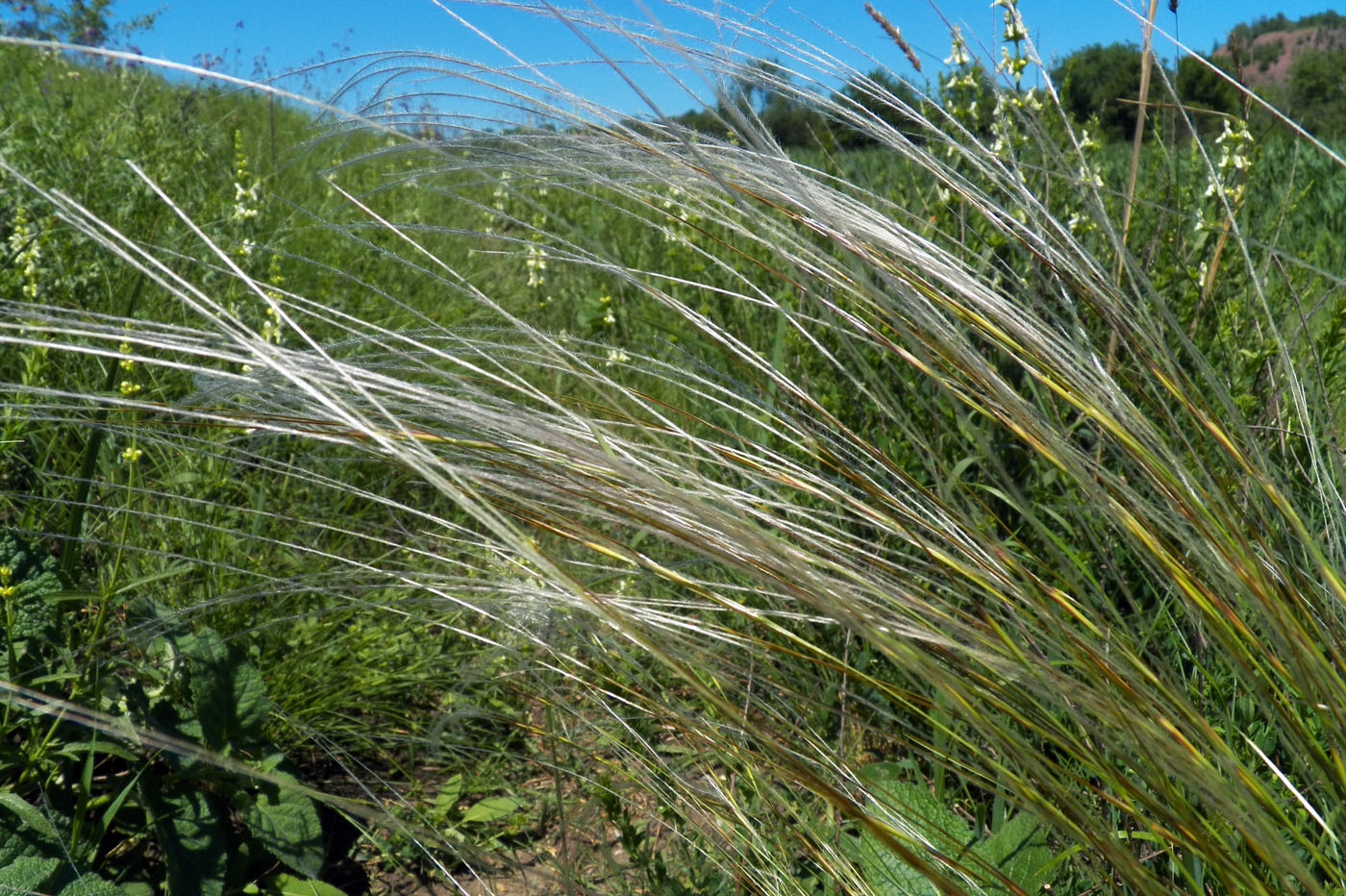 Изображение особи Stipa pennata.