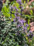 genus Nepeta