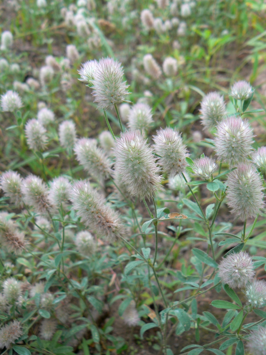 Image of Trifolium arvense specimen.