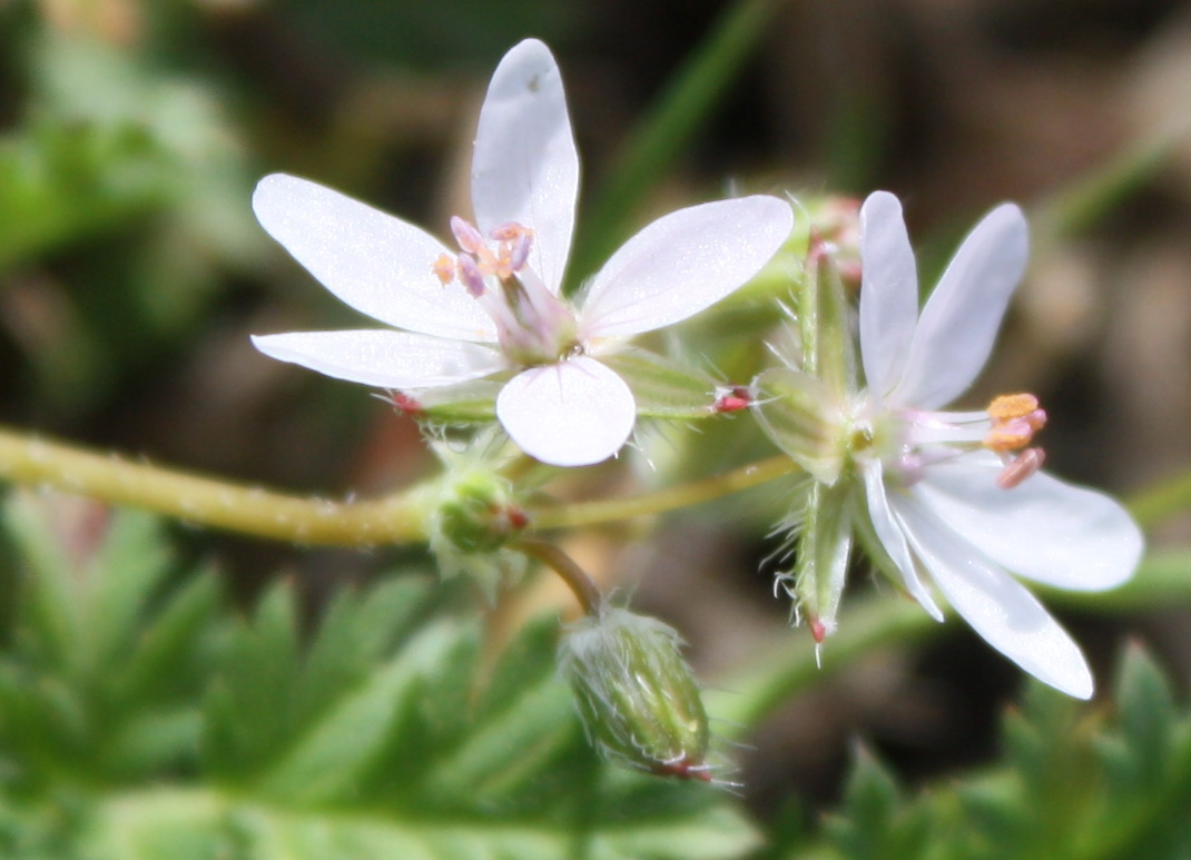 Изображение особи Erodium cicutarium.