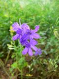 Delphinium consolida