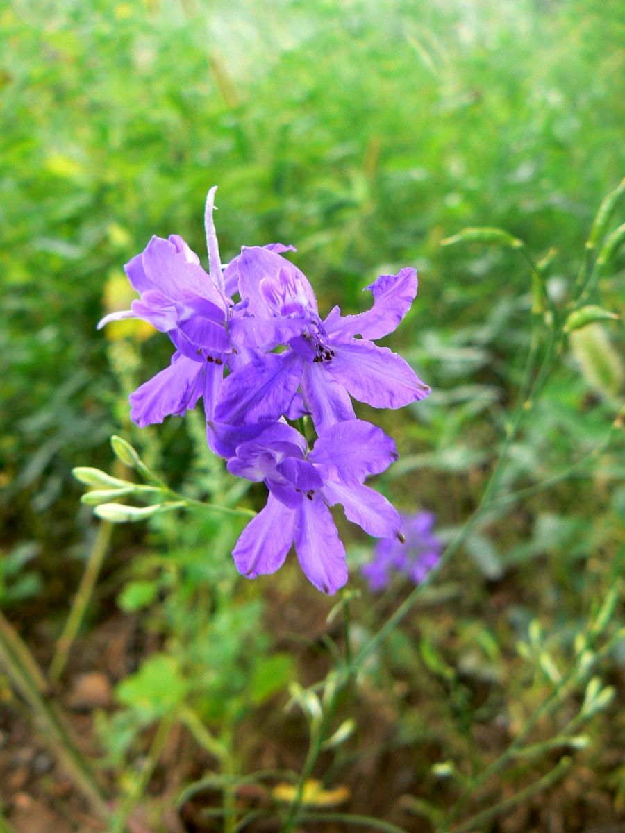 Image of Delphinium consolida specimen.