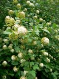 Physocarpus opulifolius. Побеги с соцветиями. Санкт-Петербург, Приморский р-н, Юнтоловский заказник, самосев. 23.06.2018.