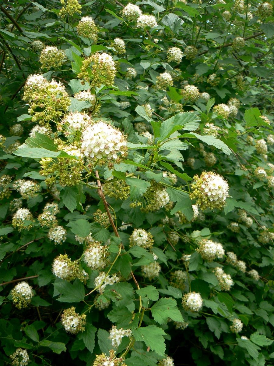 Image of Physocarpus opulifolius specimen.