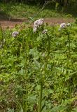 Valeriana wolgensis