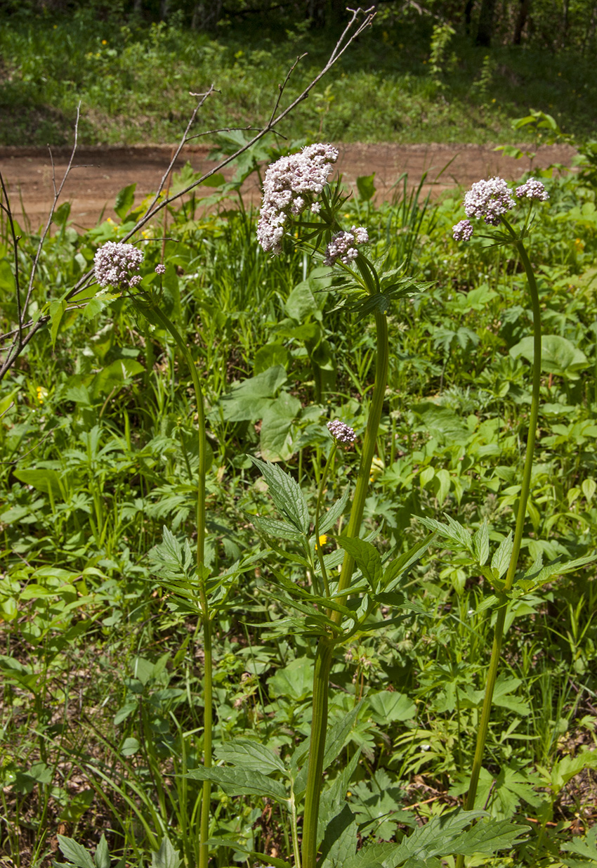 Изображение особи Valeriana wolgensis.