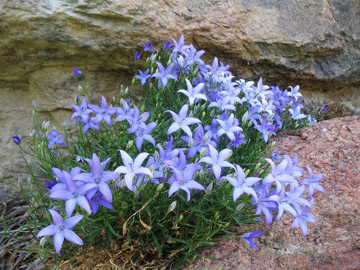 Изображение особи Campanula alberti.