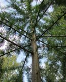 Larix principis-rupprechtii