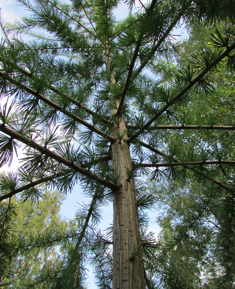 Image of Larix principis-rupprechtii specimen.