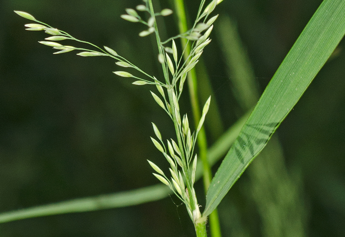 Image of Calamagrostis obtusata specimen.